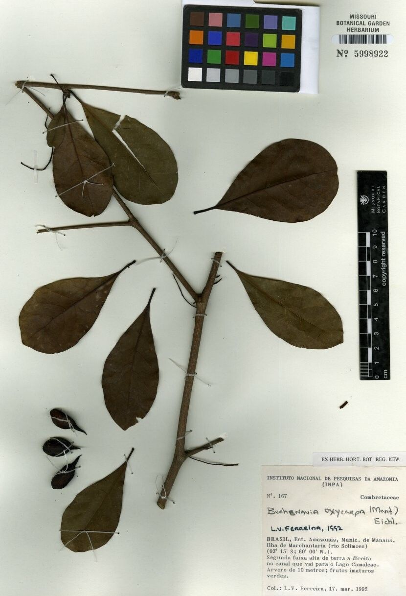 Terminalia oxycarpa other