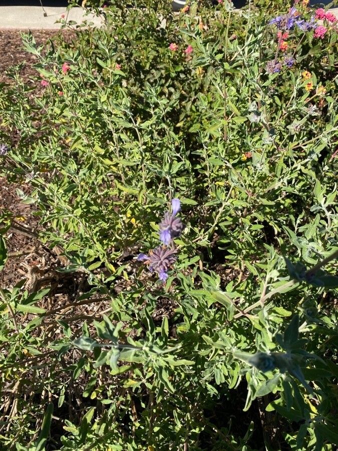 Salvia clevelandii leaf