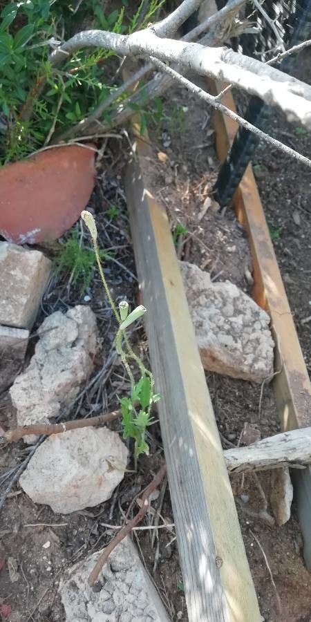 Papaver pinnatifidum other