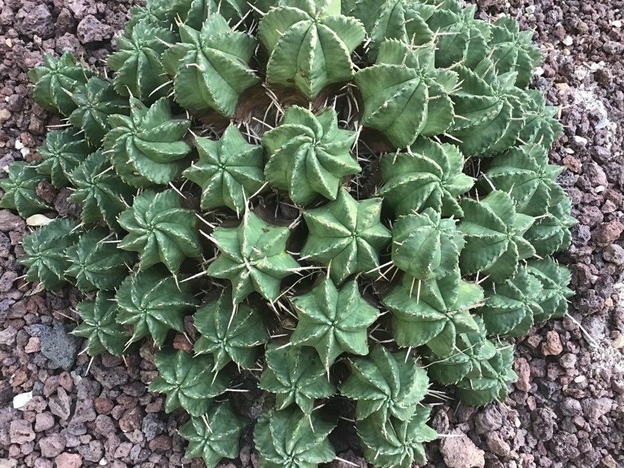 Euphorbia meloformis habit