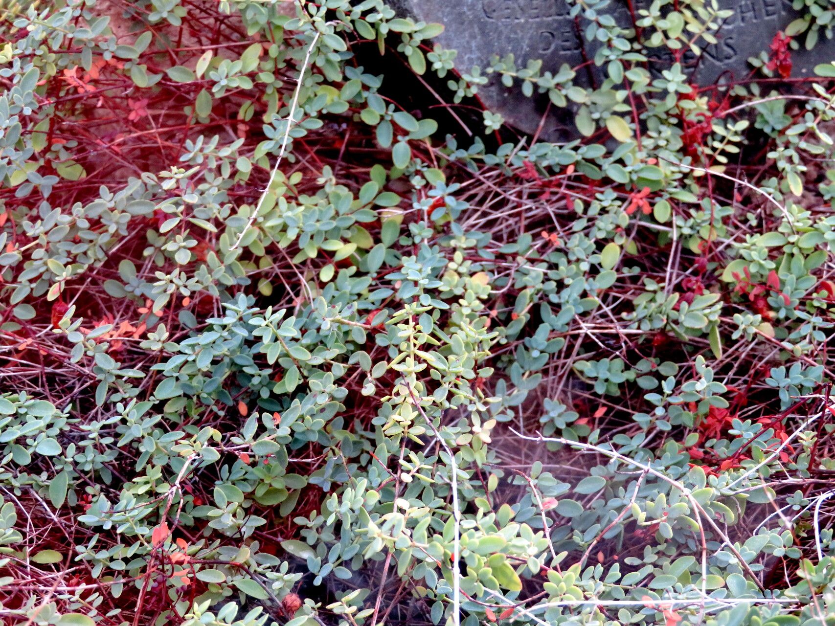 Hypericum pallens — houseplant care guide