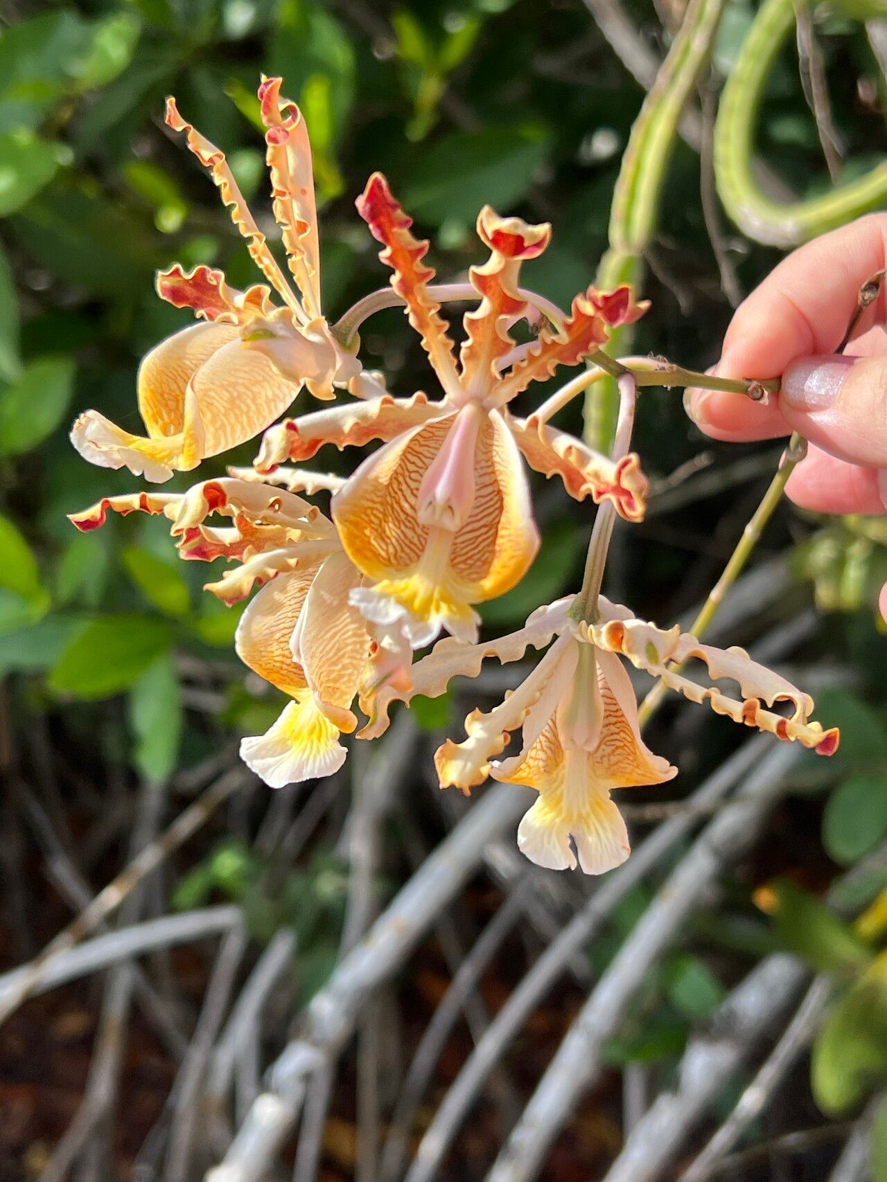 Myrmecophila christinae — related species from the same genus