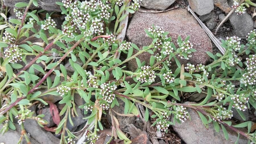Corrigiola litoralis flower