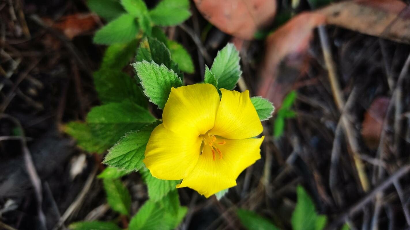 Turnera scabra — houseplant care guide