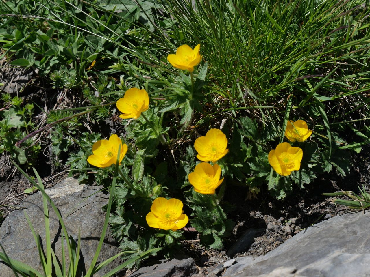 Ranunculus gouanii flower