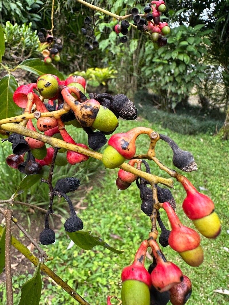 Ocotea leptobotra fruit