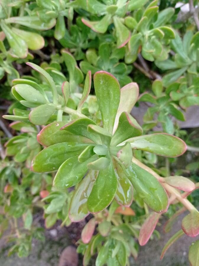 Sedum praealtum leaf