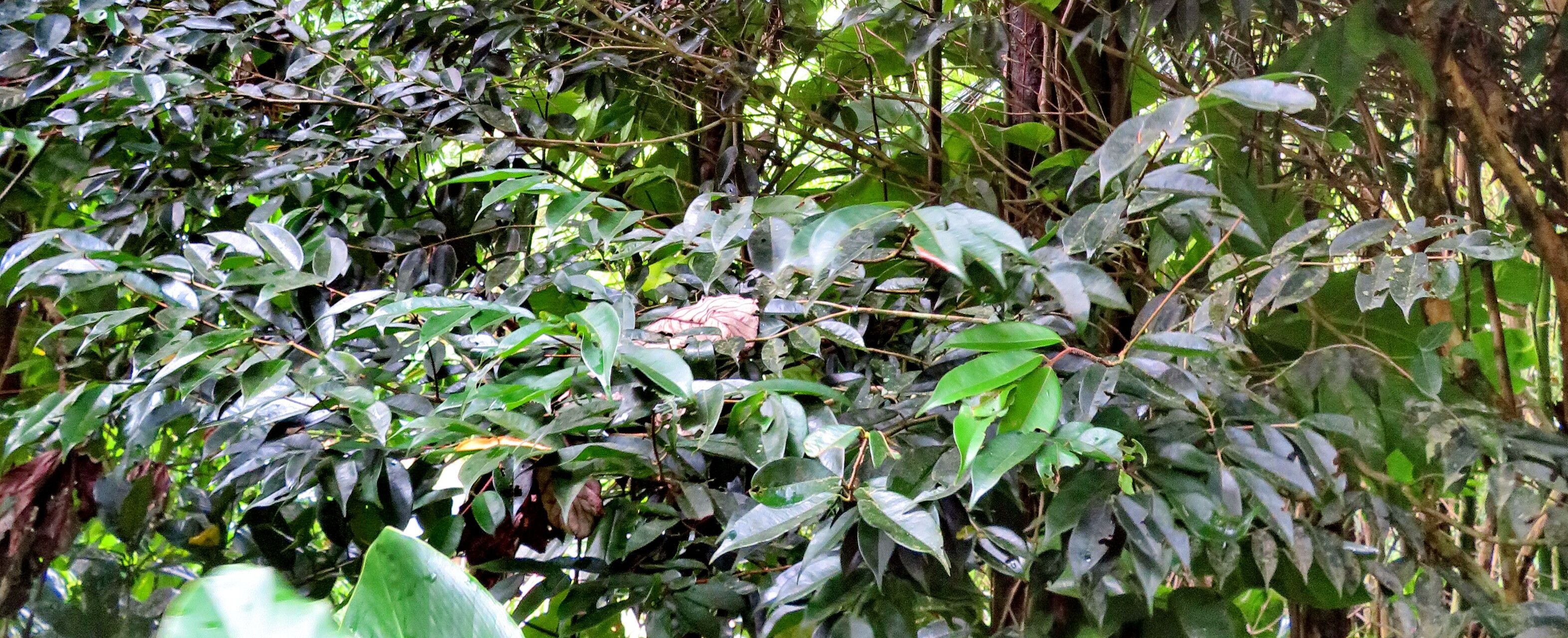 Protium attenuatum habit