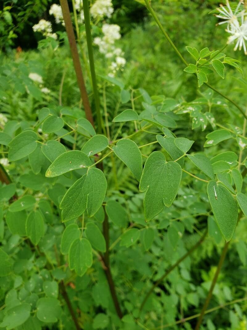 Thalictrum pubescens