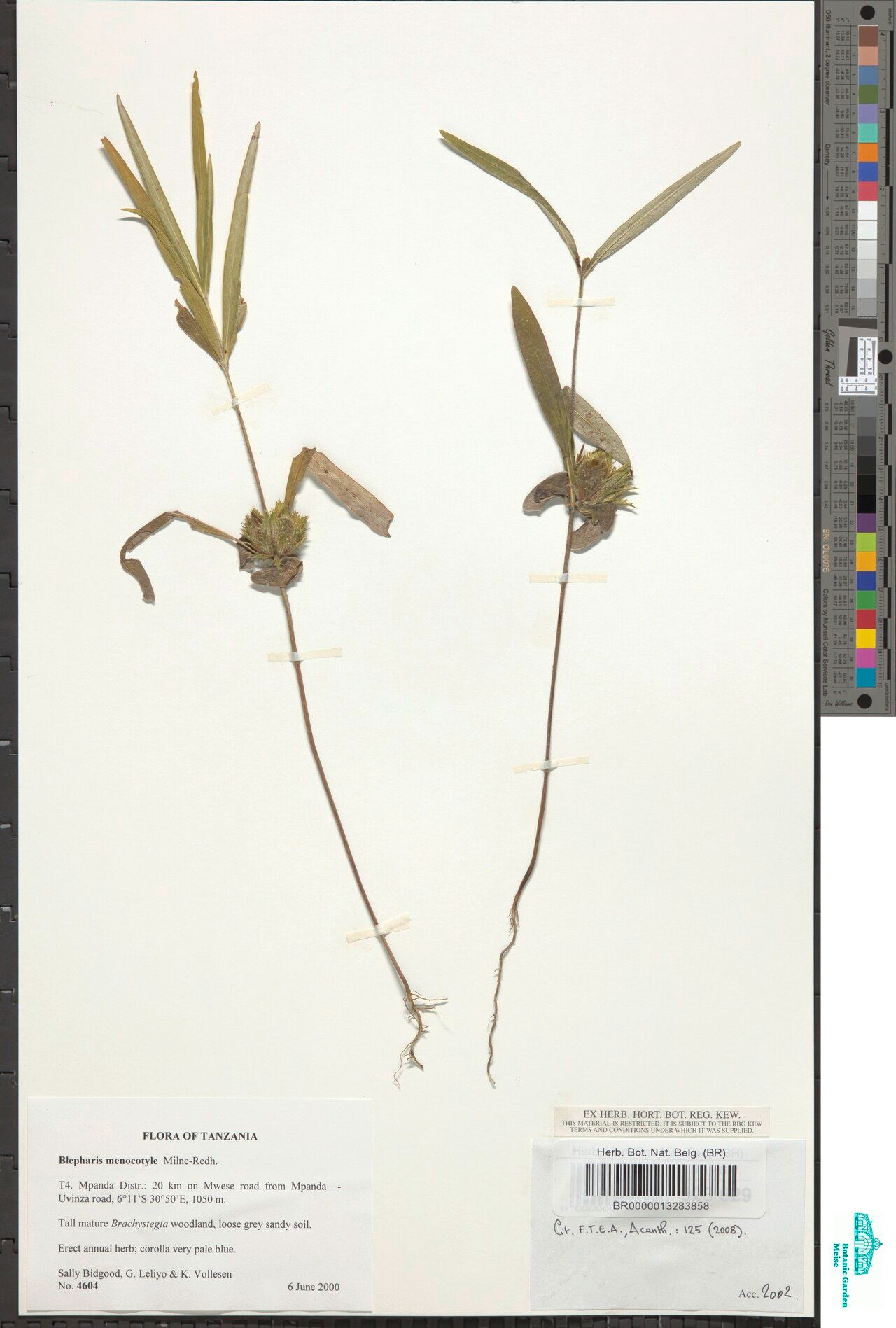 Blepharis menocotyle — houseplant care guide