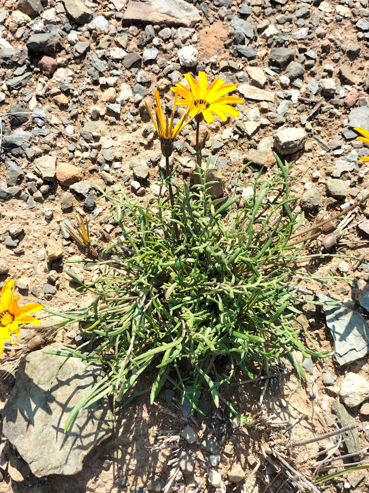 Gazania krebsiana habit