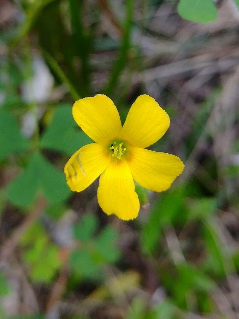 Oxalis exilis flower