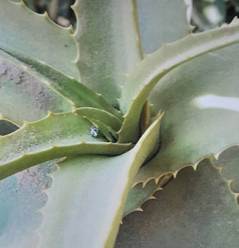 Aloe gossweileri — houseplant care guide
