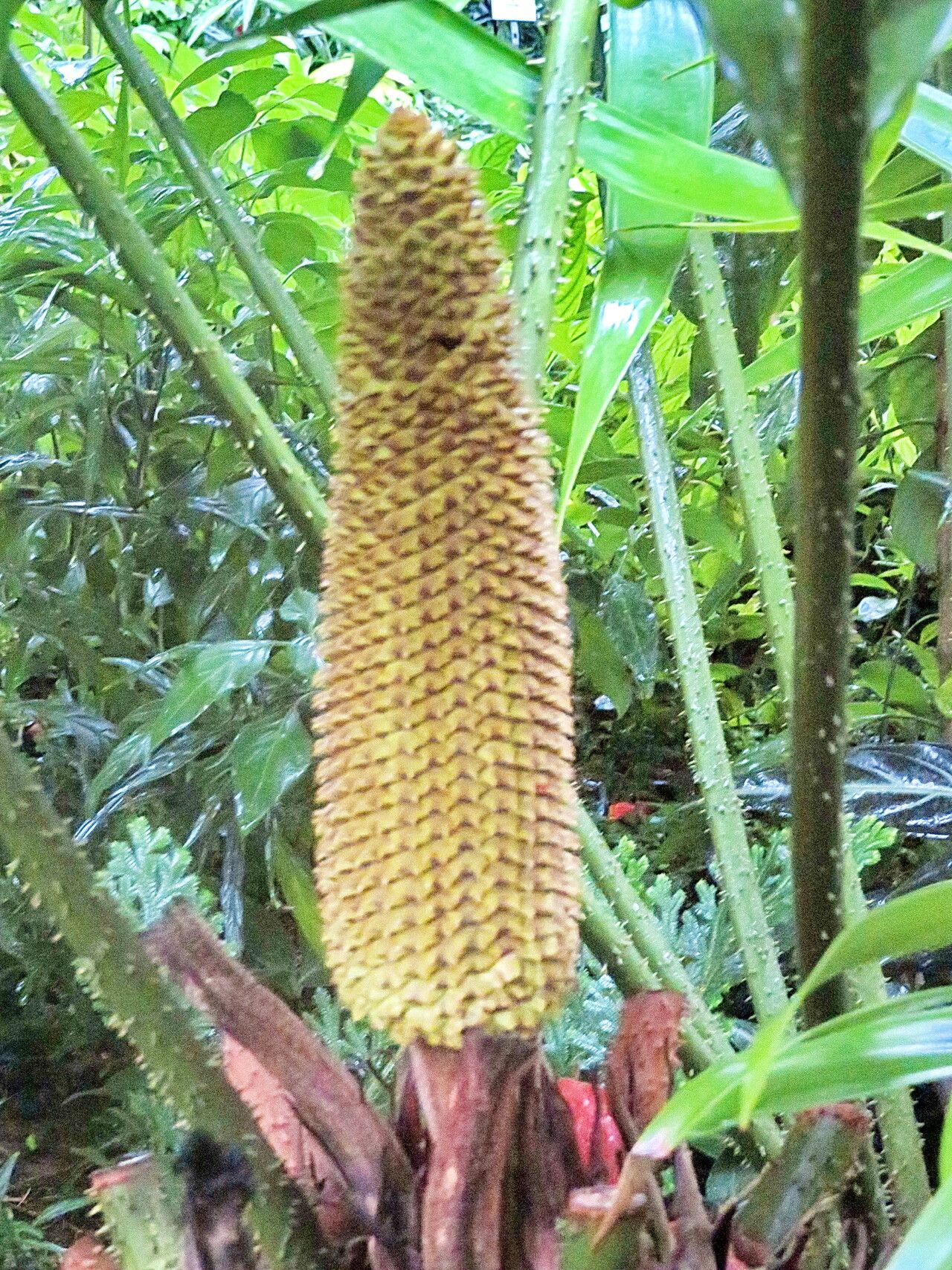 Ceratozamia latifolia — search result for 'Ceratozamia'