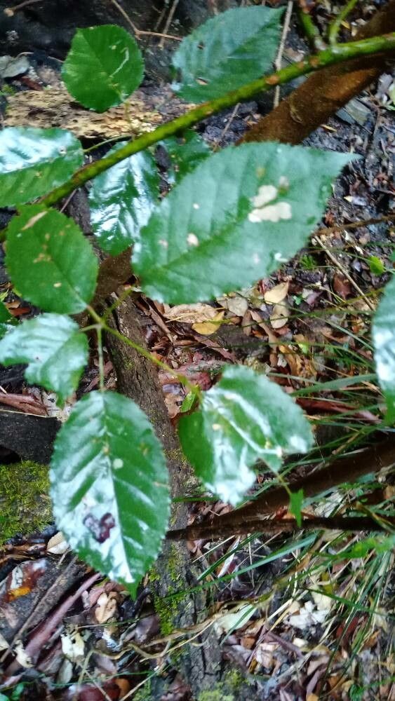 Rubus nebulosus — houseplant care guide