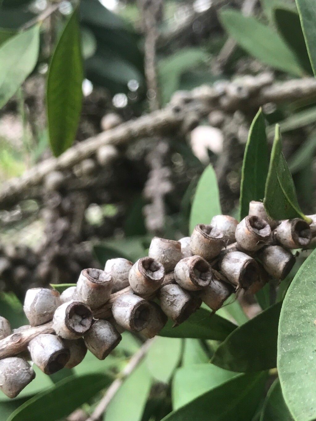 Melaleuca rugulosa fruit