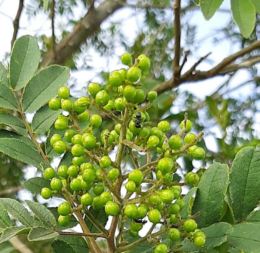 Pera glabrata fruit