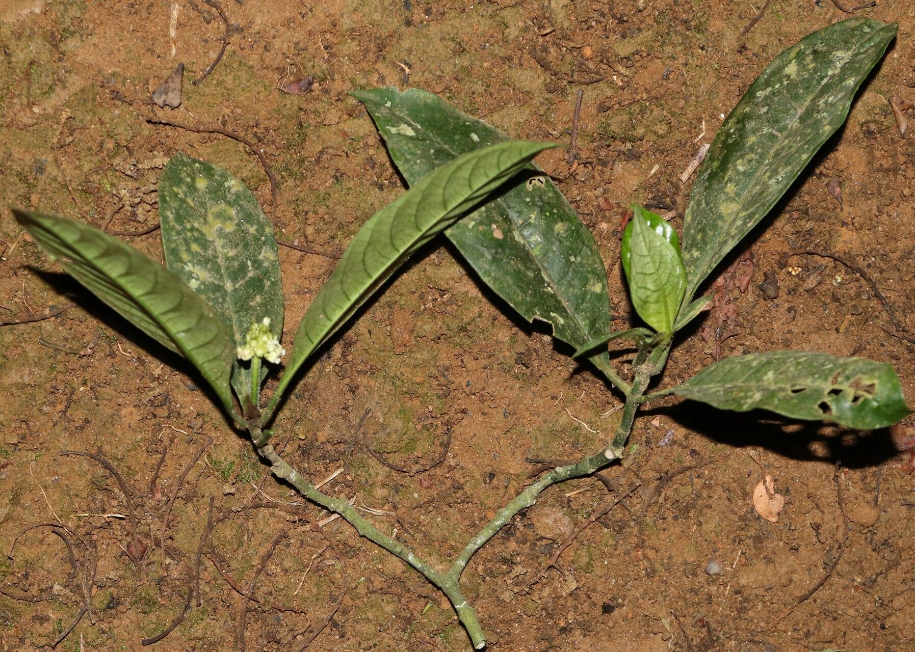 Psychotria brevifissa habit