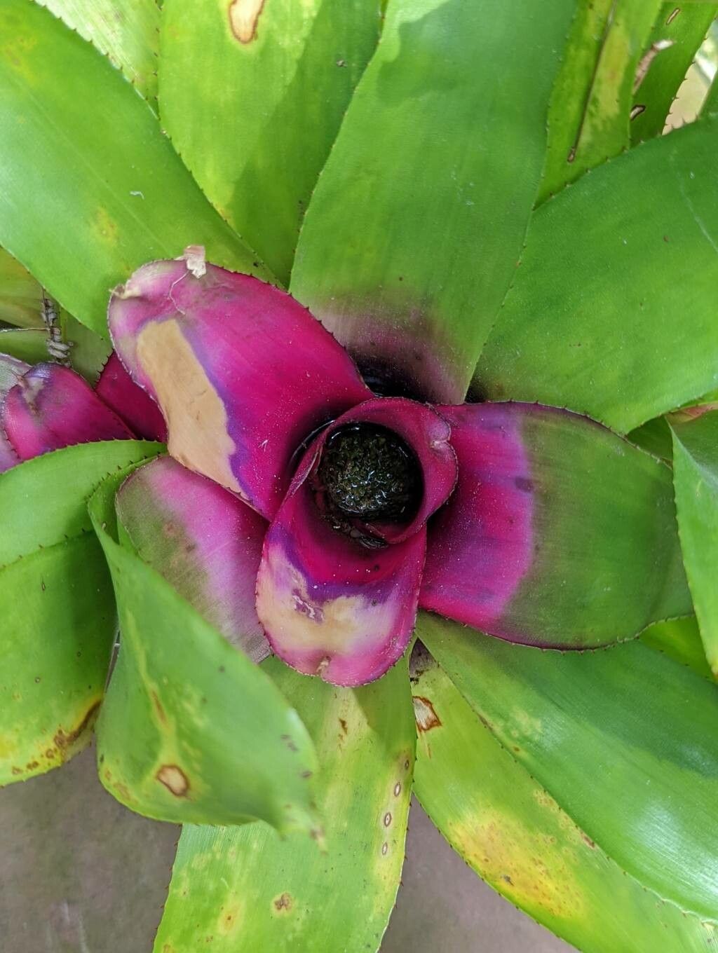 Neoregelia princeps — search result for 'Bromeliaceae'