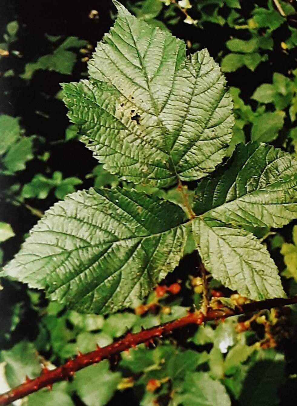 Rubus slesvicensis — houseplant care guide