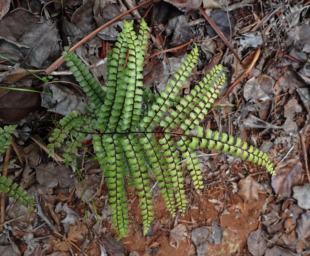 Lindsaea nervosa — houseplant care guide