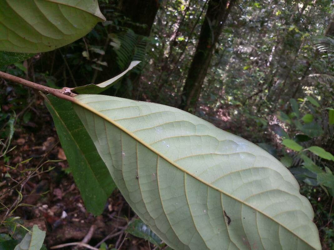 Aniba rosodora leaf