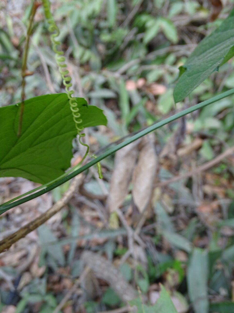 Cayaponia africana bark