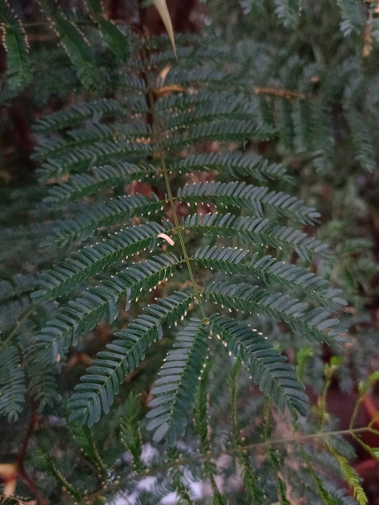 Vachellia sphaerocephala leaf