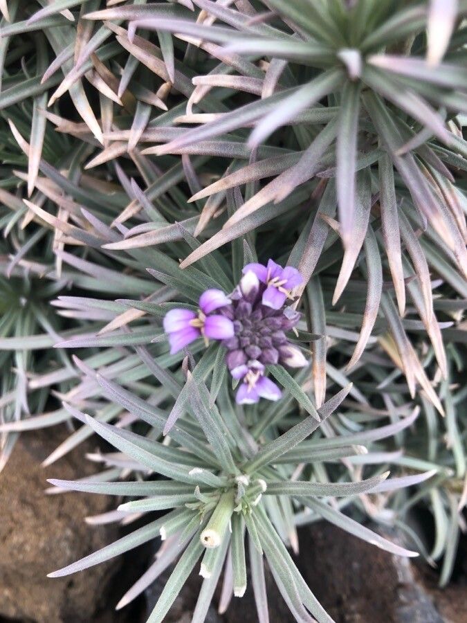 Erysimum scoparium flower