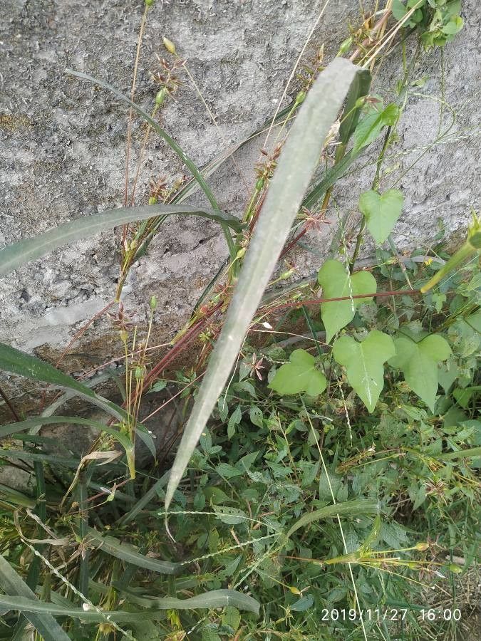 Carex pulicaris leaf