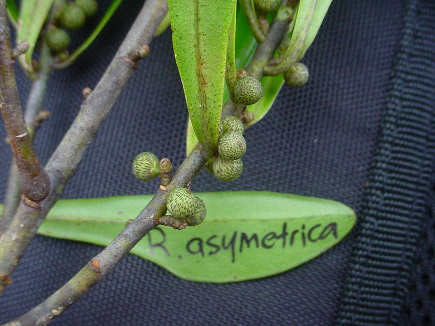 Myrsine asymmetrica other