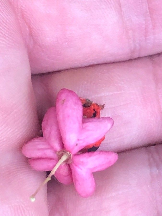 Euonymus verrucosus flower