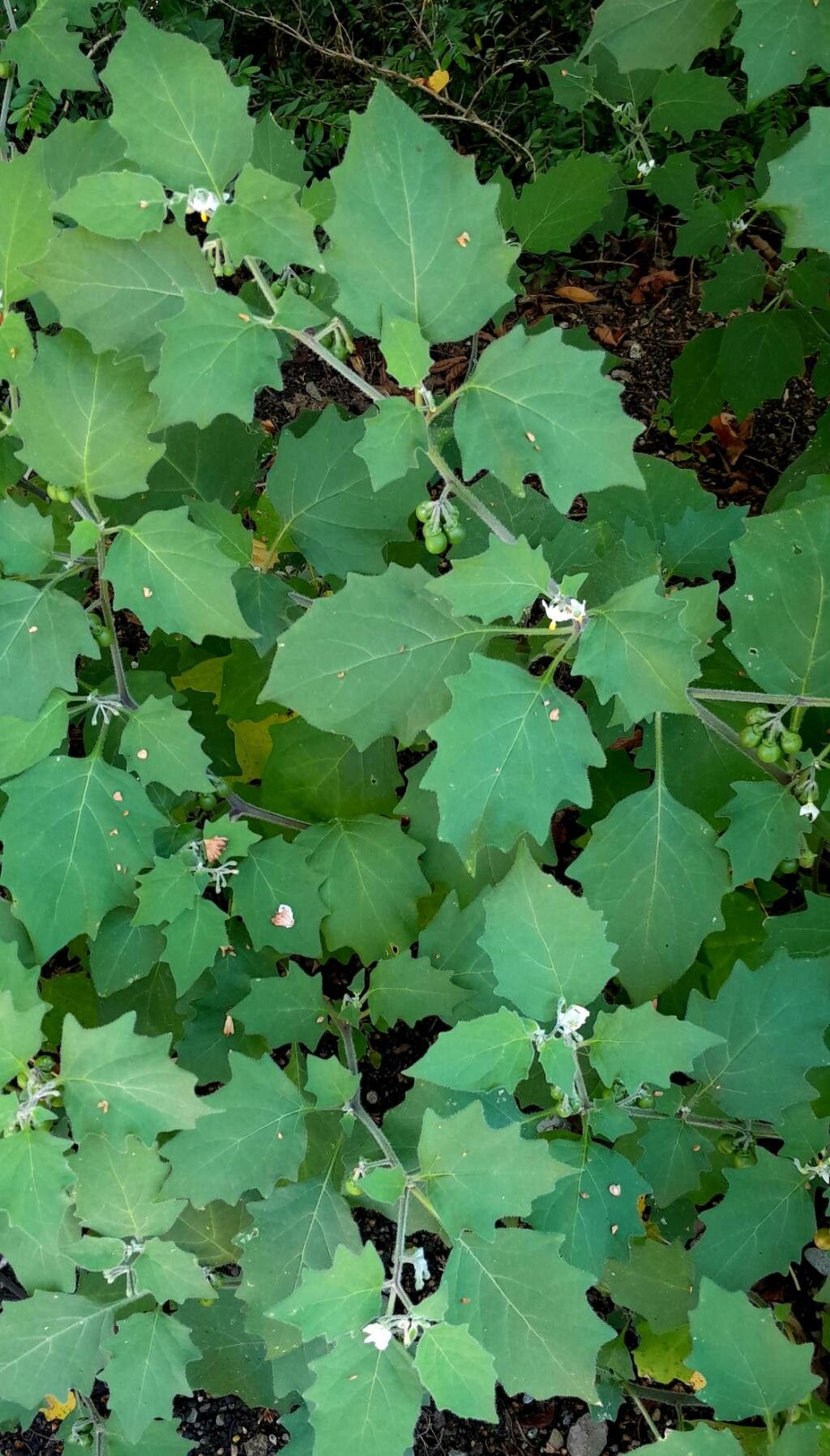 Solanum luteum — houseplant care guide