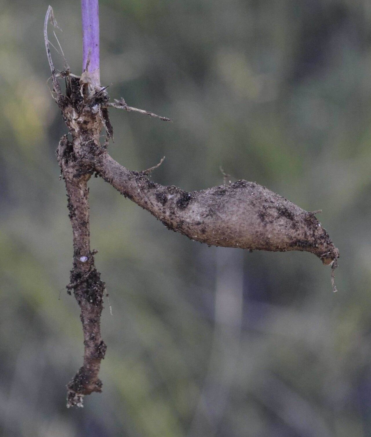 Senecio ruwenzoriensis bark