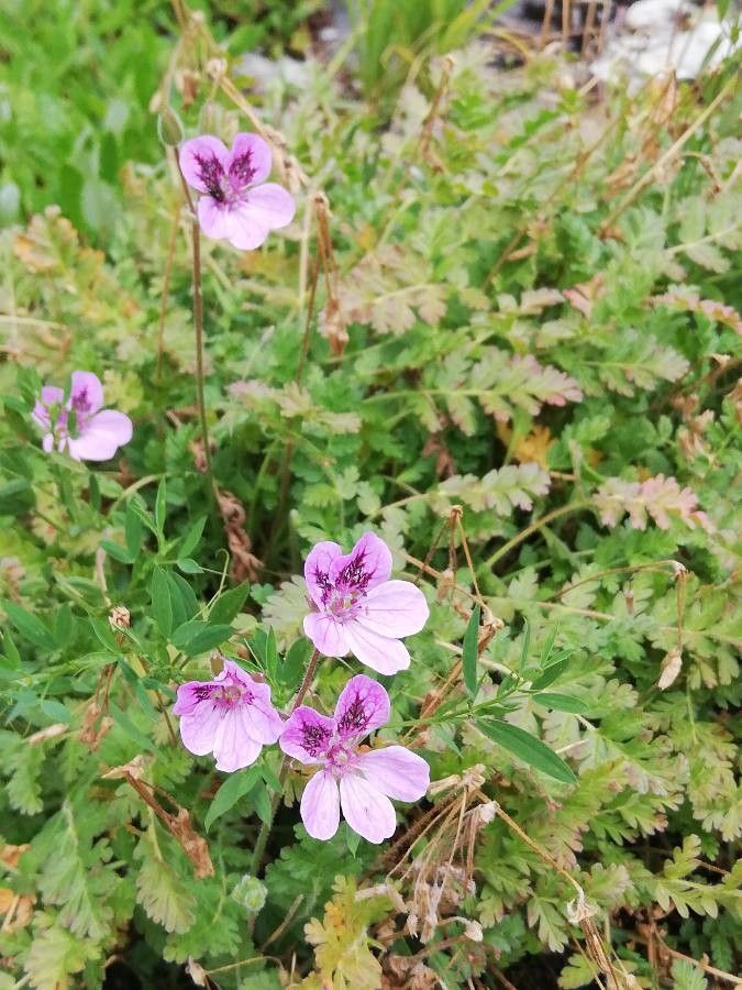 Erodium cazorlanum flower