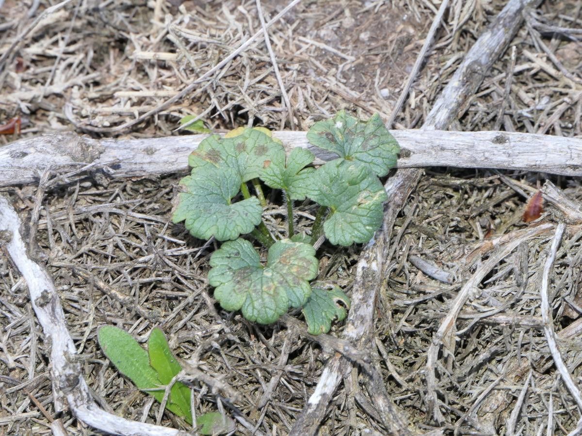 Ranunculus nigrescens — houseplant care guide