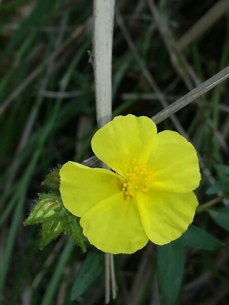 Helianthemum alypoides flower