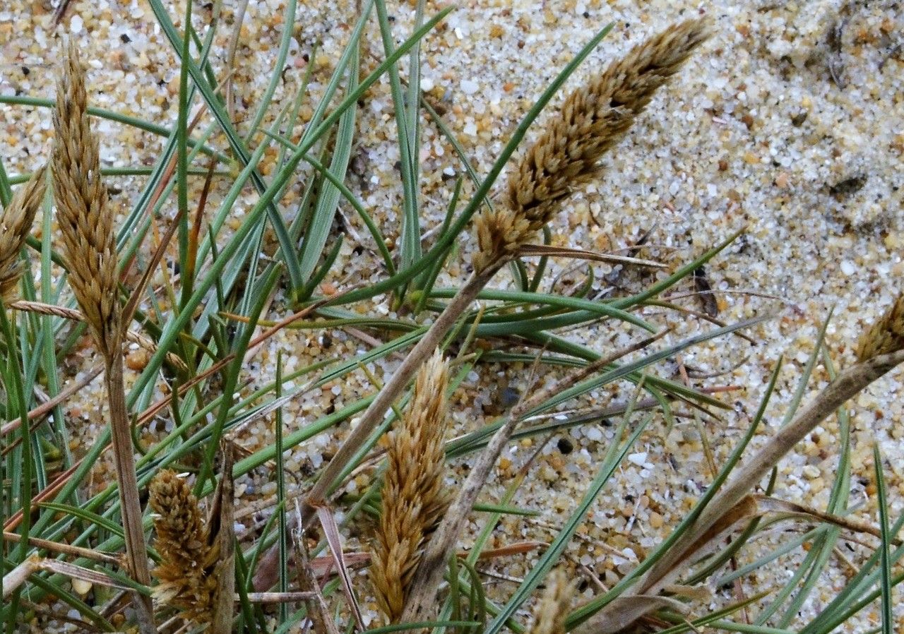 Koeleria arenaria flower