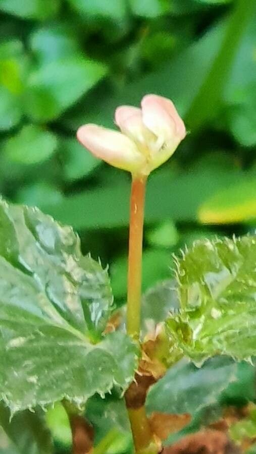 Begonia hirsuta flower