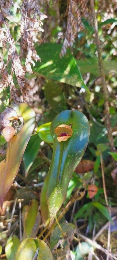 Pleurothallis palliolata — houseplant care guide