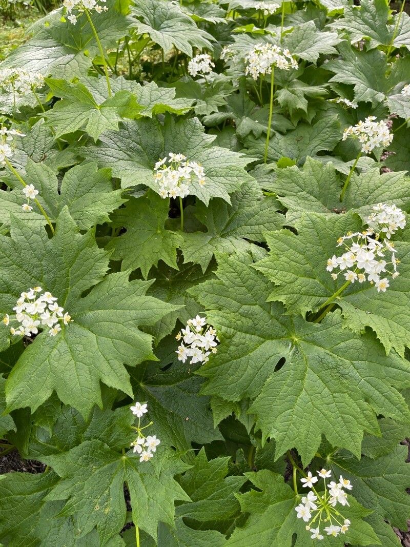 Podophyllum cymosum flower