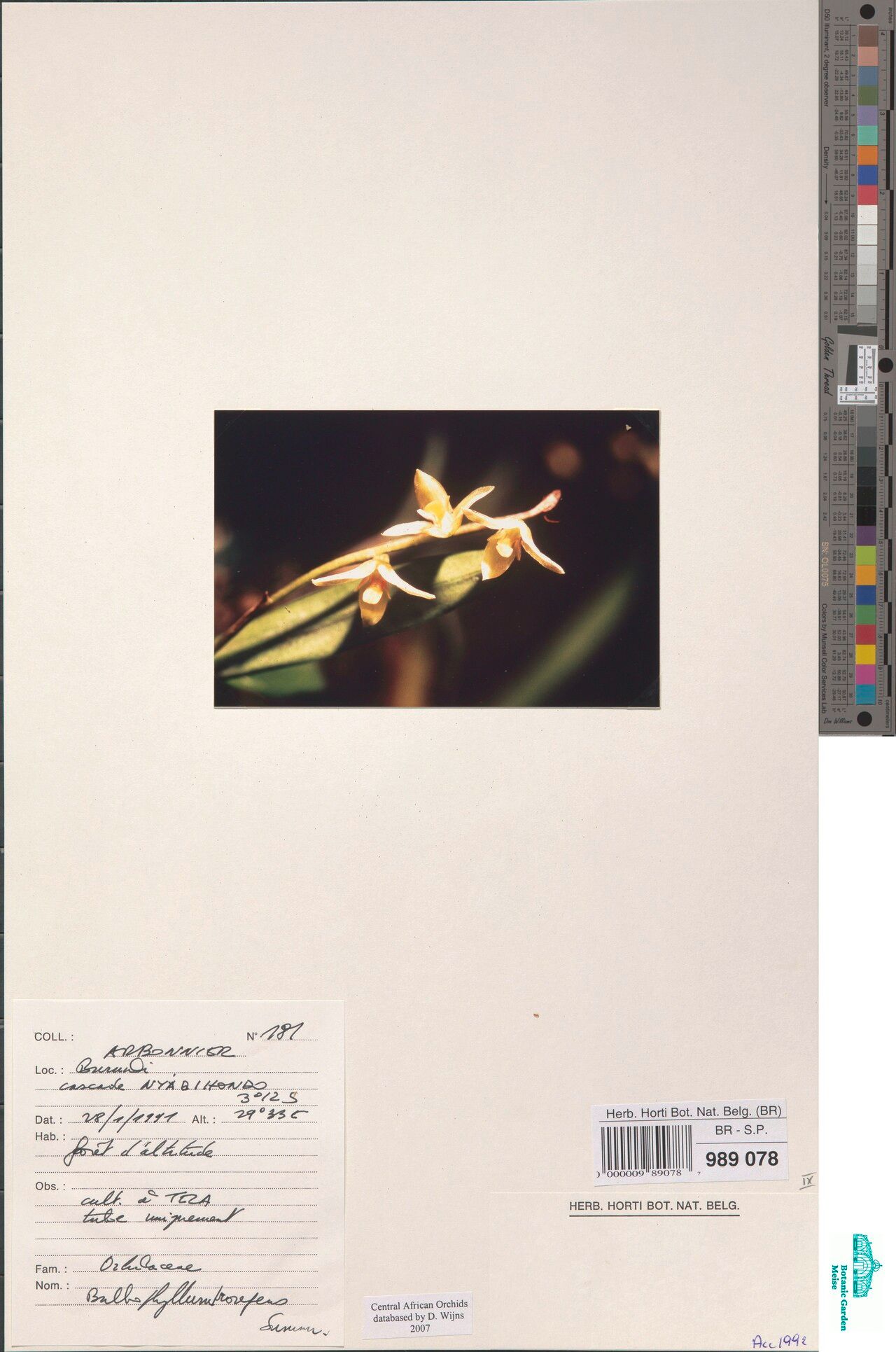 Bulbophyllum prorepens — houseplant care guide