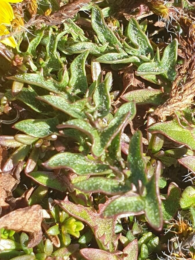 Taraxacum pyrenaicum leaf