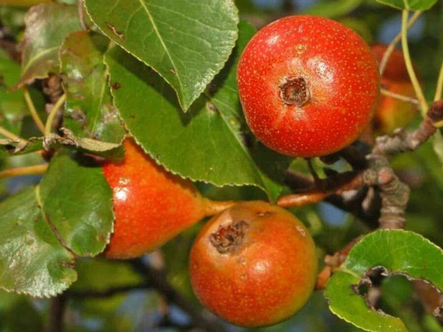 Pyrus pyraster fruit
