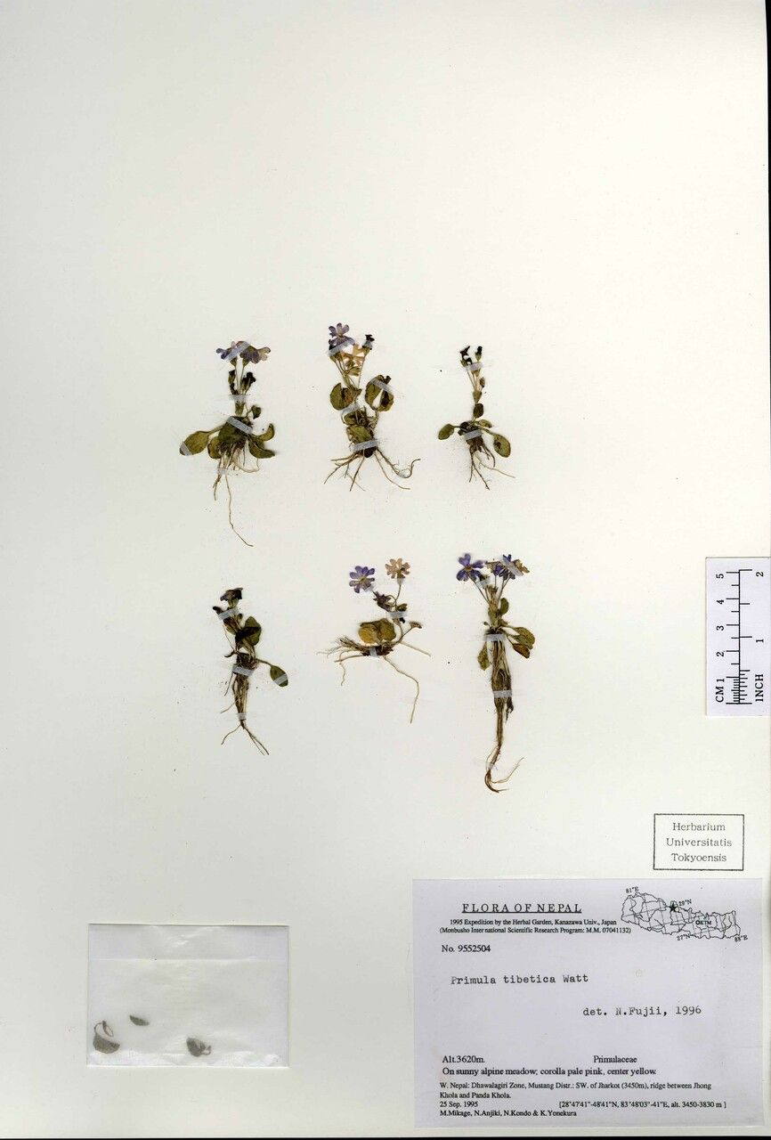 Primula tibetica other