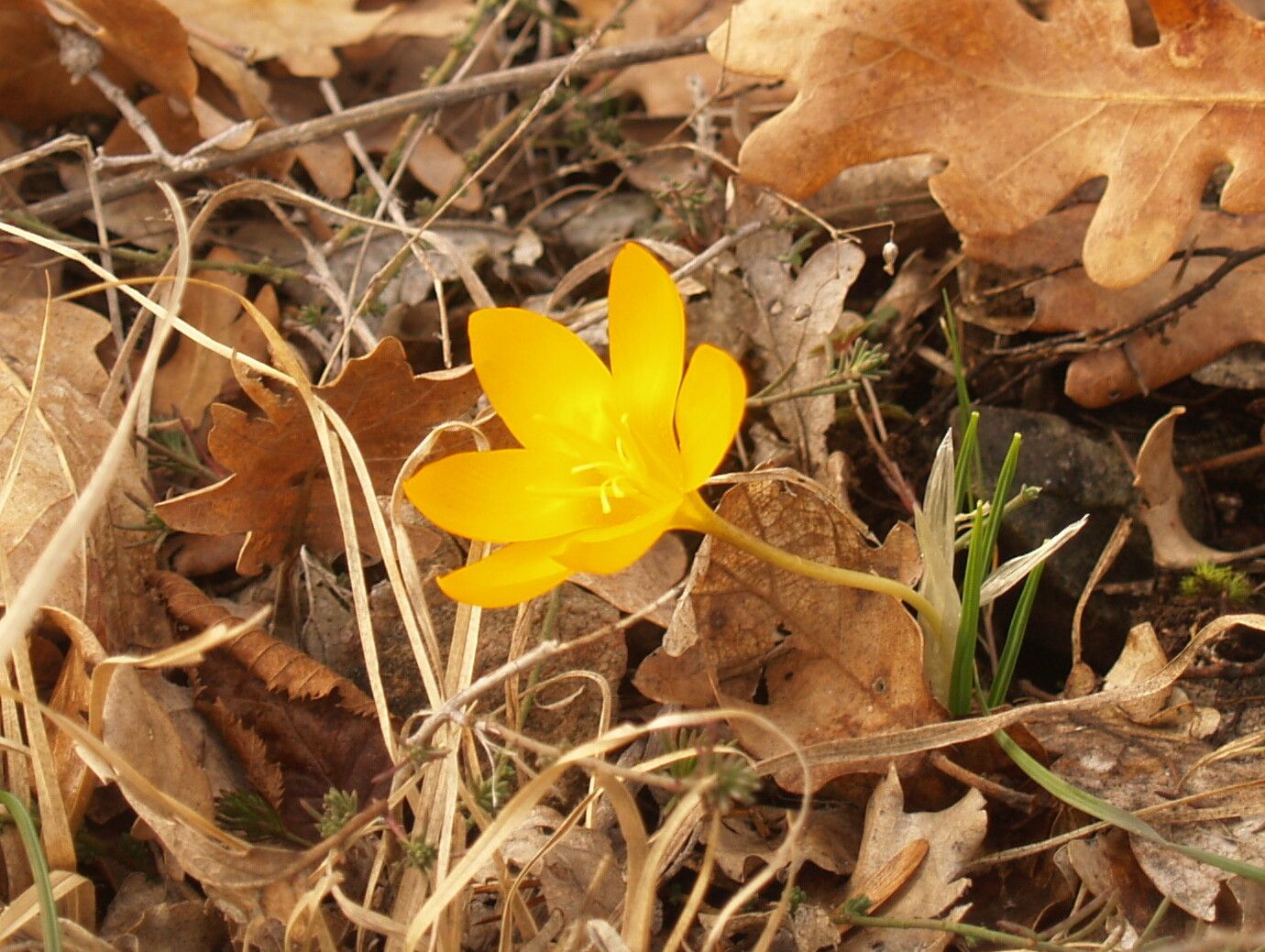 Crocus olivieri — houseplant care guide