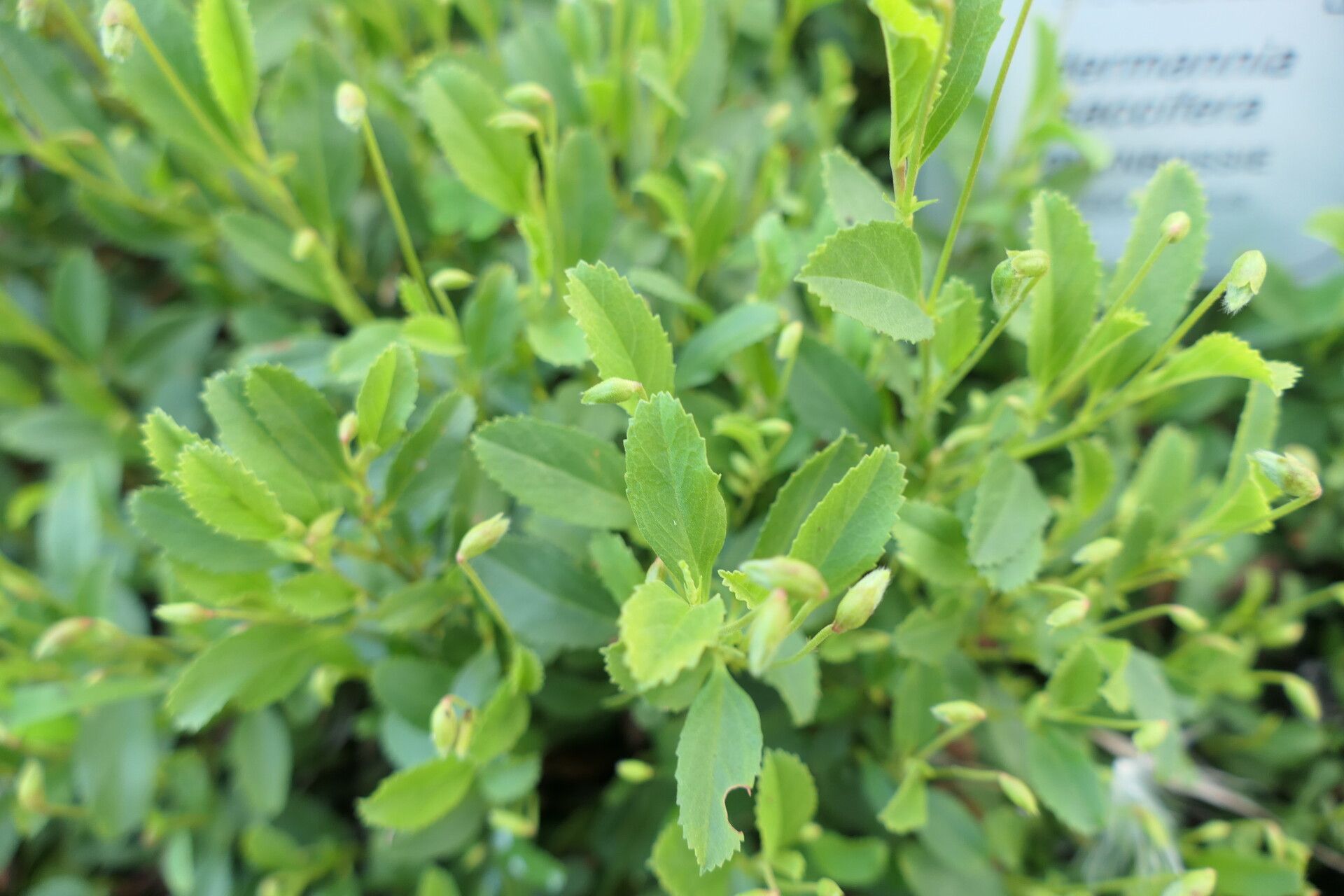 Hermannia saccifera — houseplant care guide