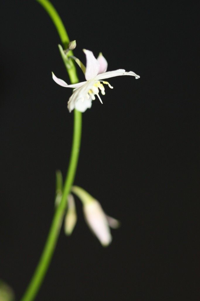 Arthropodium neocaledonicum — related species from the same genus