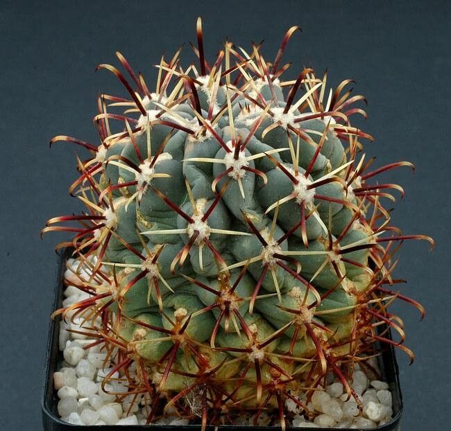 Ferocactus mathssonii — houseplant care guide
