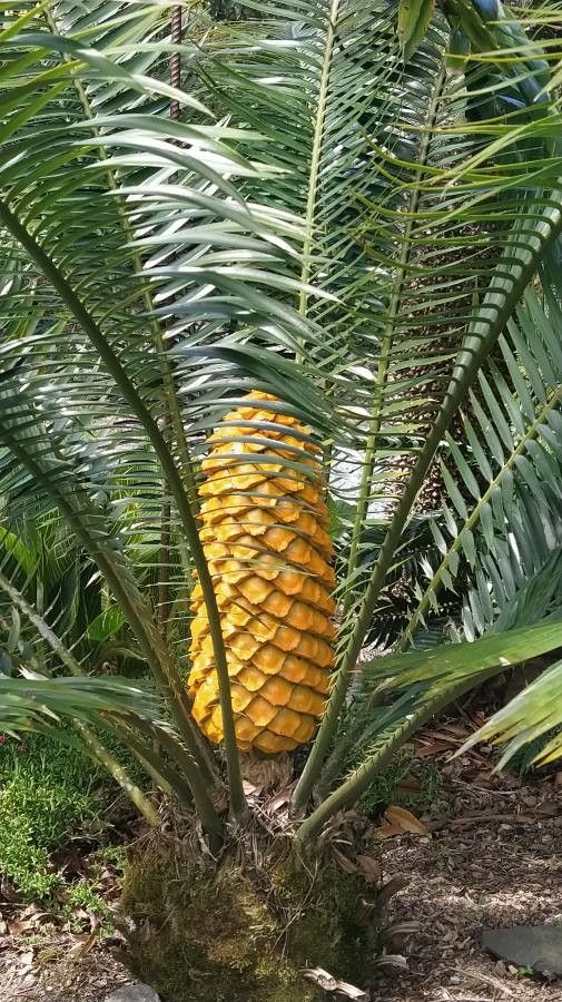 Encephalartos kisambo flower